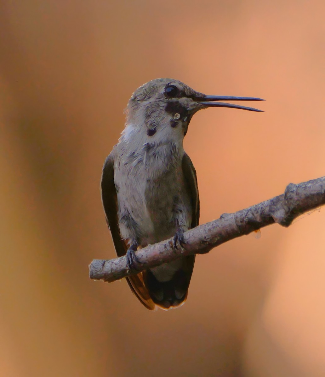 Costa's Hummingbird - ML640416373