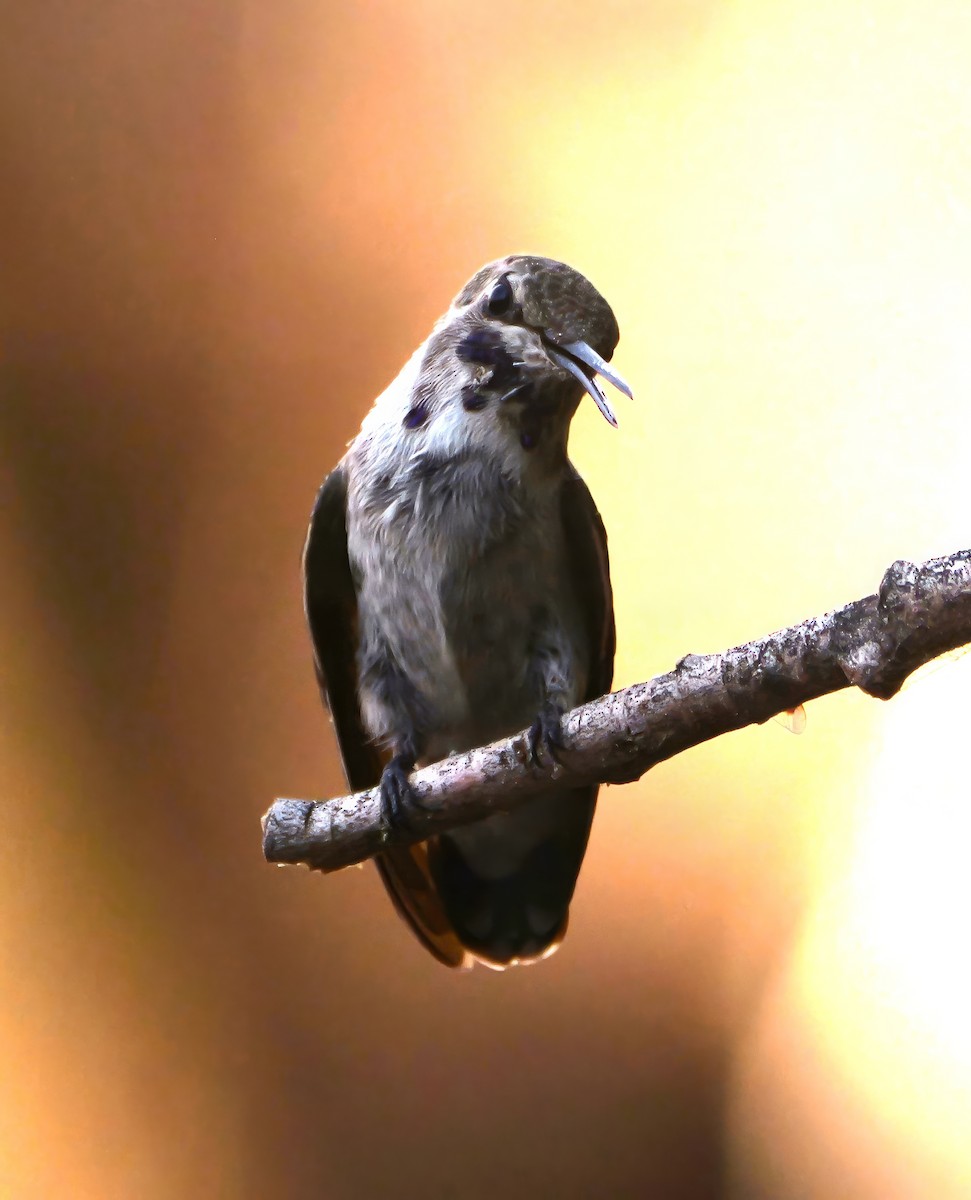 Costa's Hummingbird - ML640416374