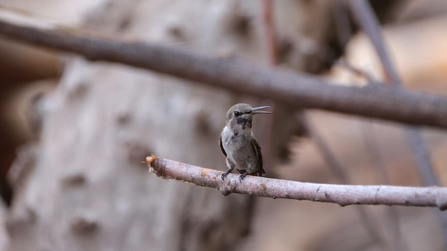 Costa's Hummingbird - ML640416387