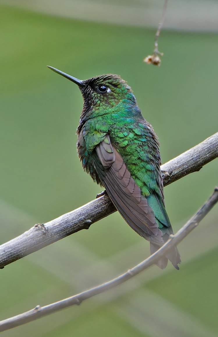 Tyrian Metaltail - ML640416404