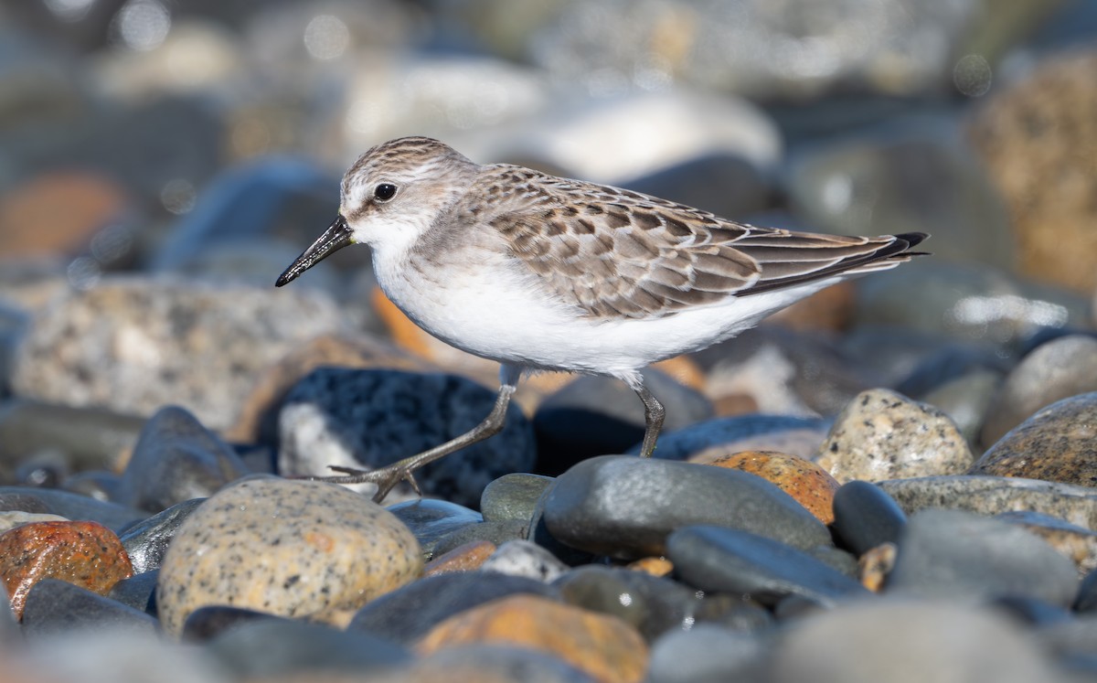 Semipalmated Sandpiper - Alix d'Entremont
