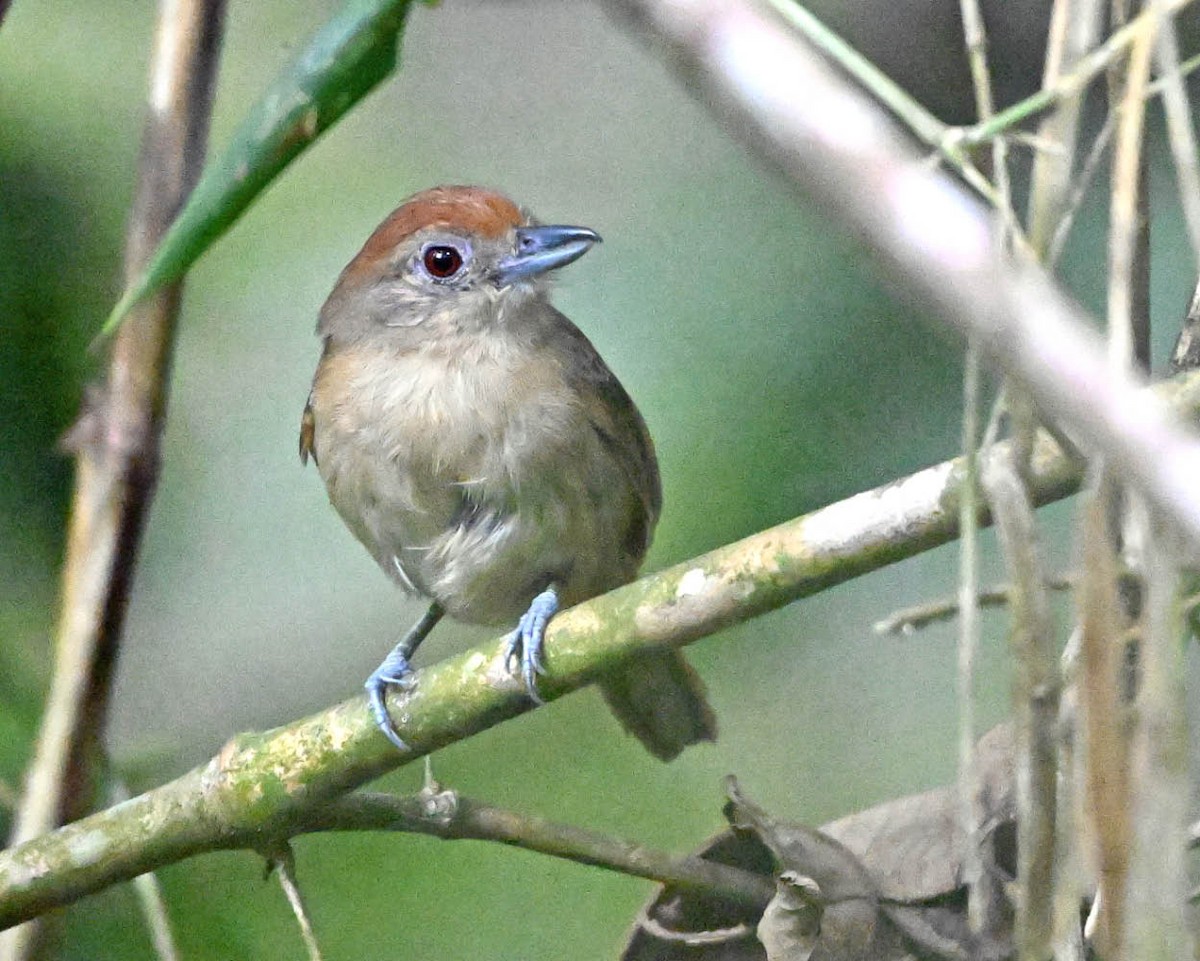 Batará Alillano - ML640416413