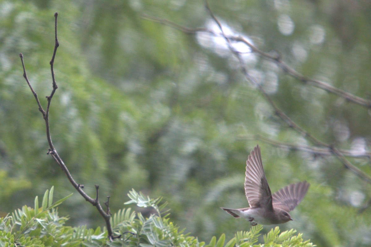 Northern Rough-winged Swallow - ML640416425
