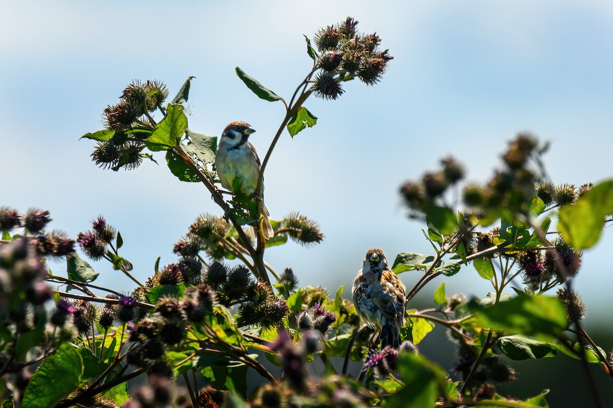 Eurasian Tree Sparrow - ML640416426