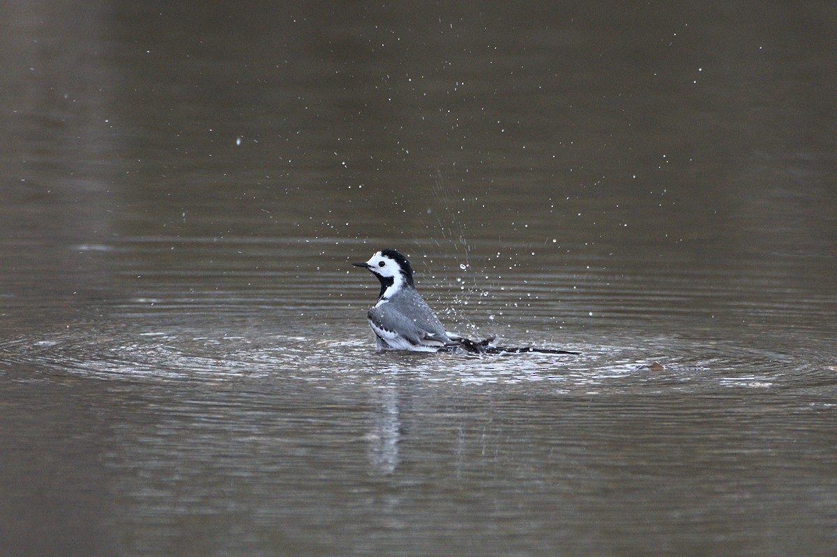 White Wagtail - ML640416448