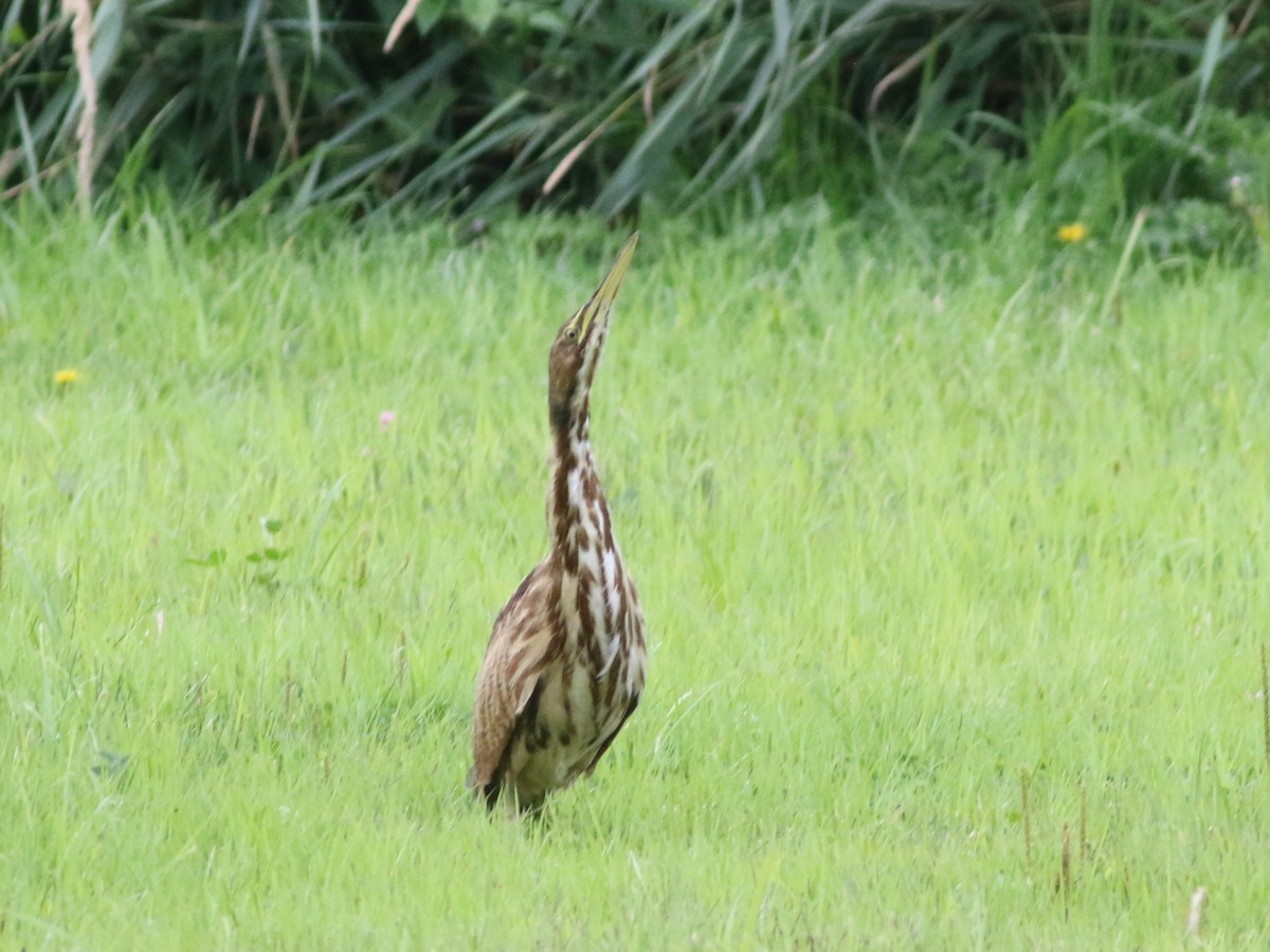 American Bittern - ML640416472