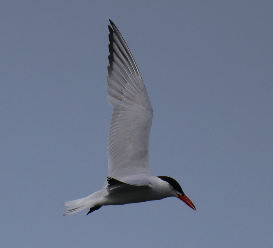Caspian Tern - ML640416487