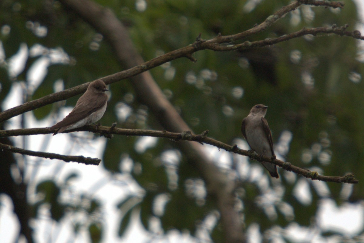 Northern Rough-winged Swallow - ML640416540