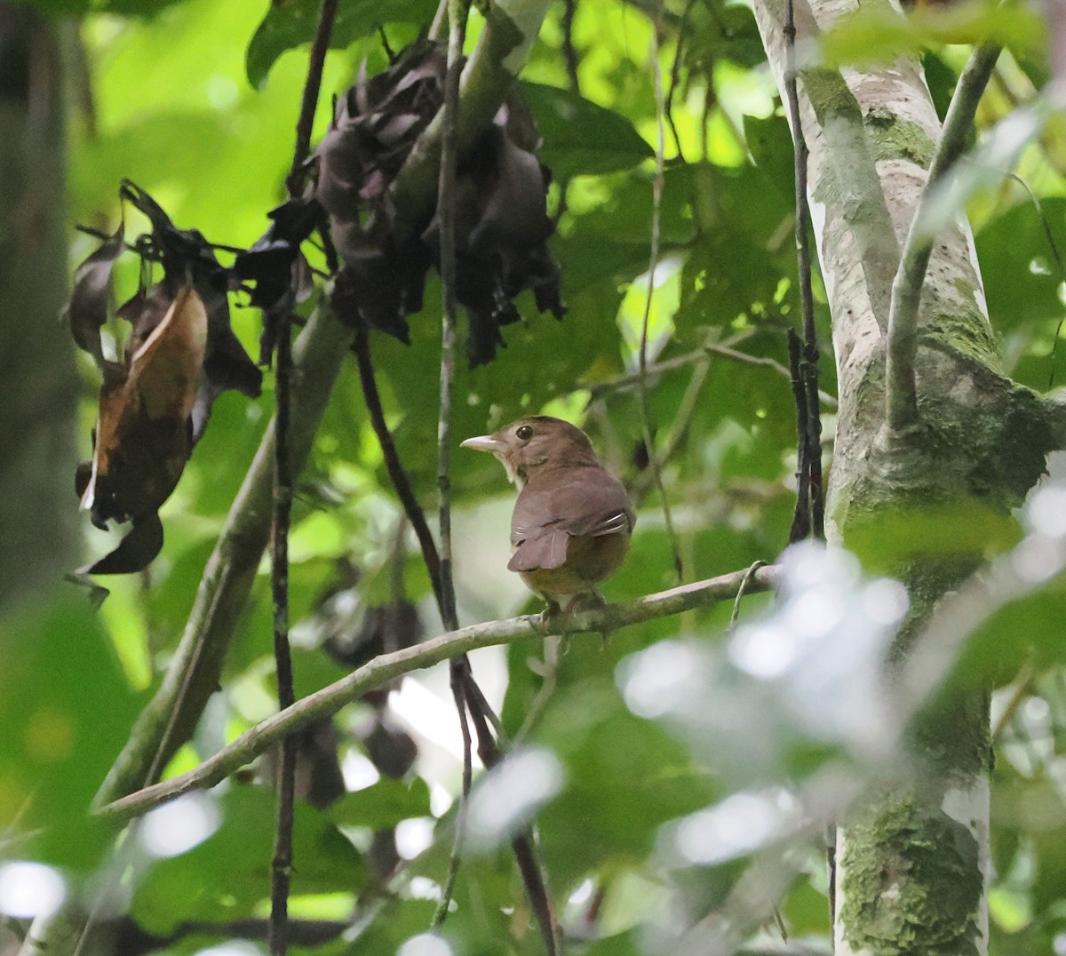 Arafura Shrikethrush - ML640416563