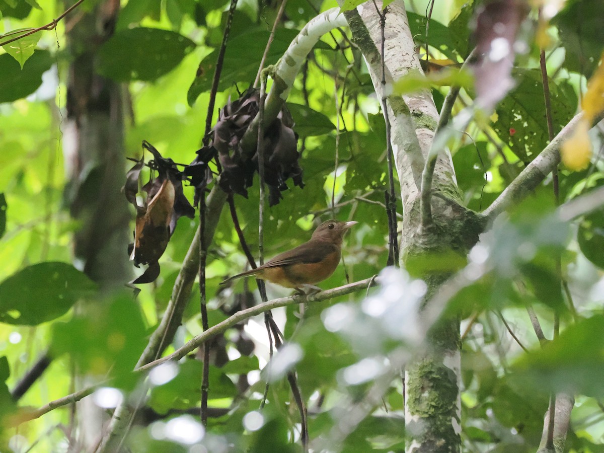 Arafura Shrikethrush - ML640416565