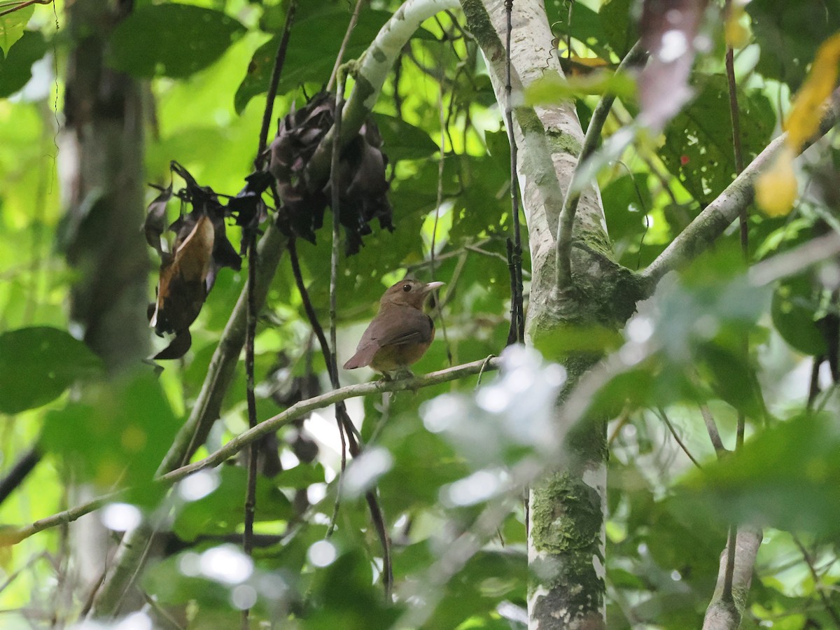 Arafura Shrikethrush - ML640416566
