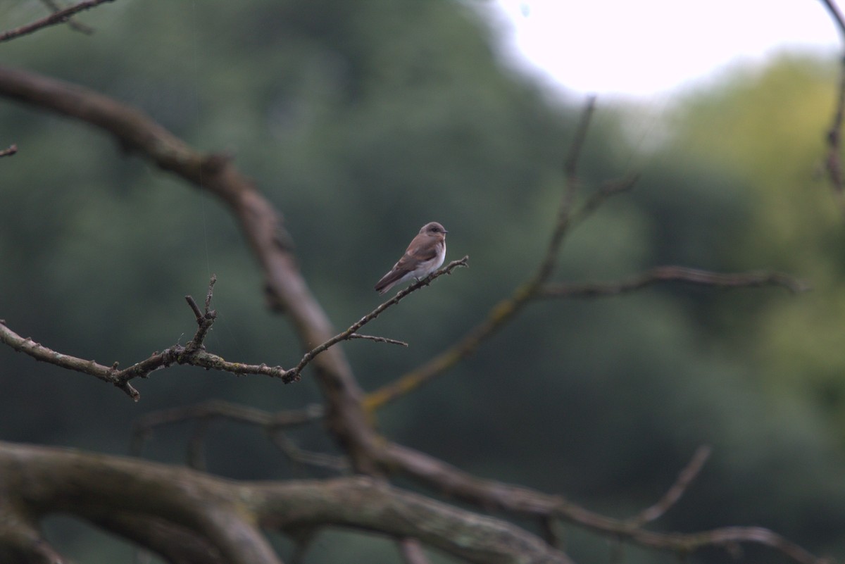 Northern Rough-winged Swallow - ML640416602