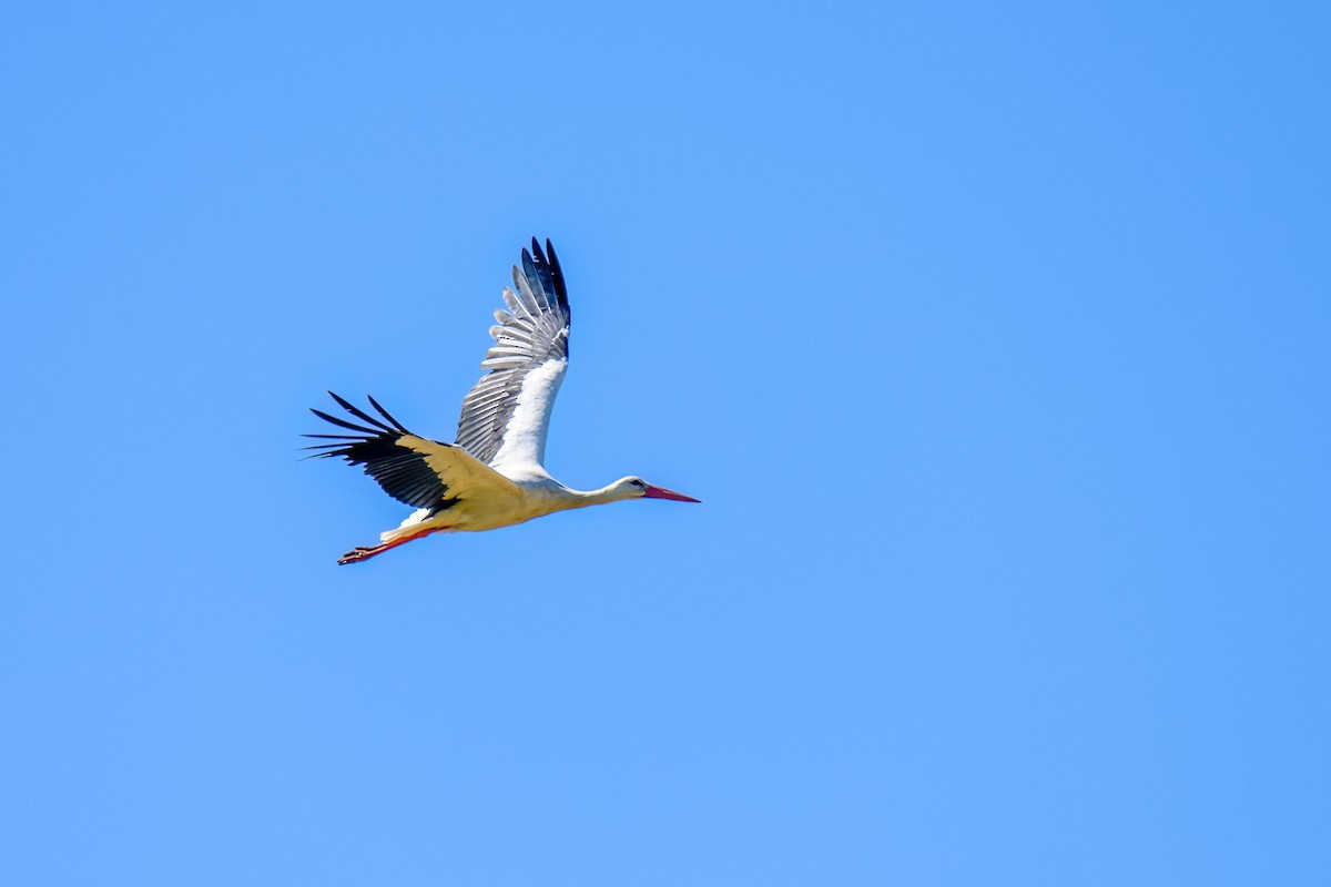 White Stork - ML640416603