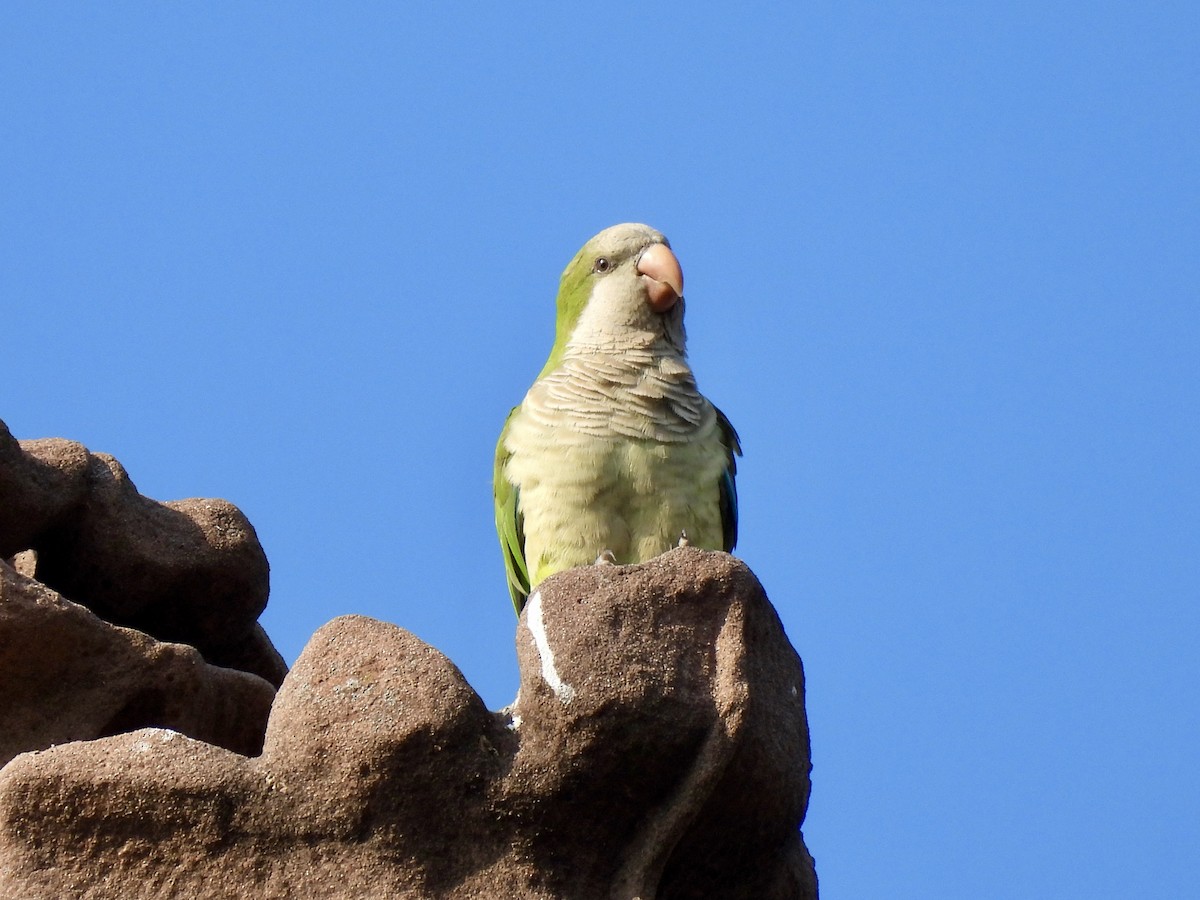 Monk Parakeet - ML640416721