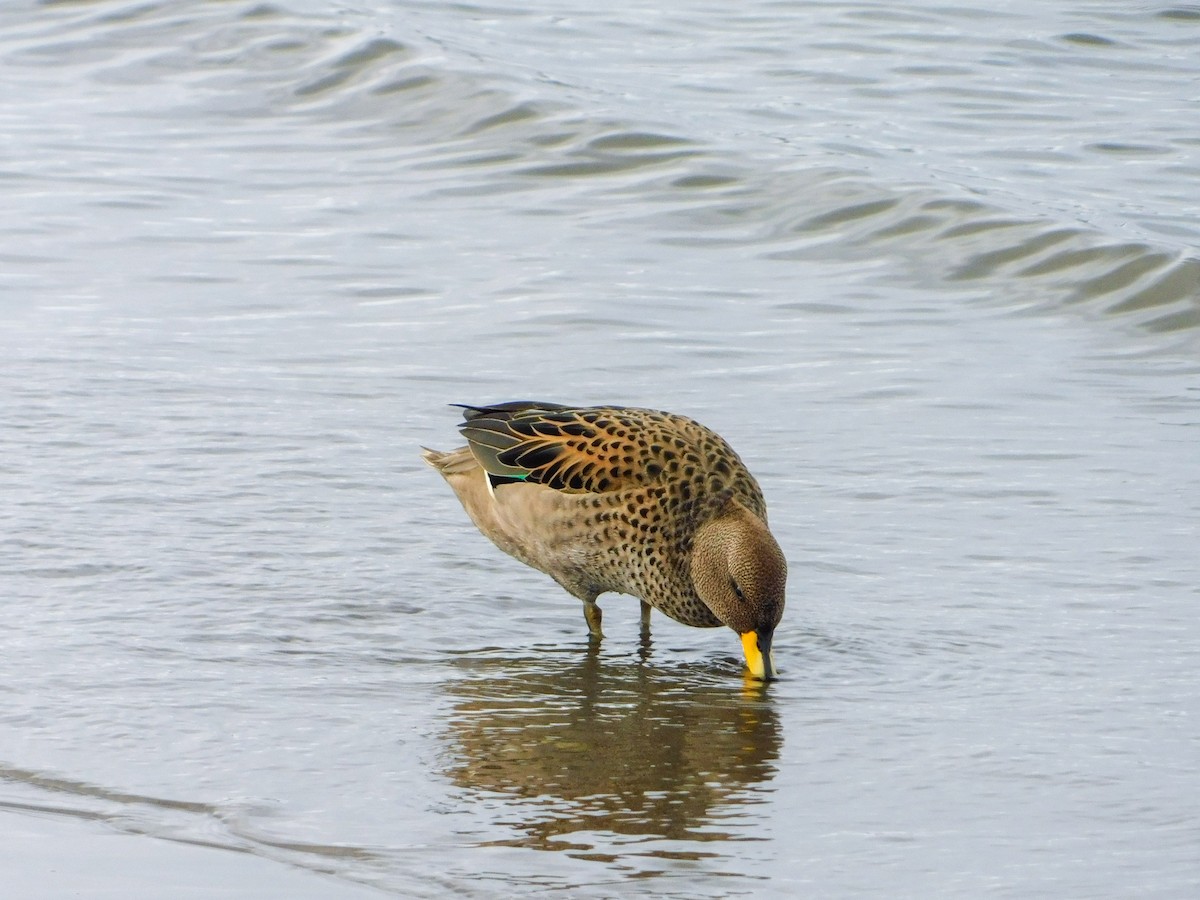 Желтоклювый чирок - ML640416747