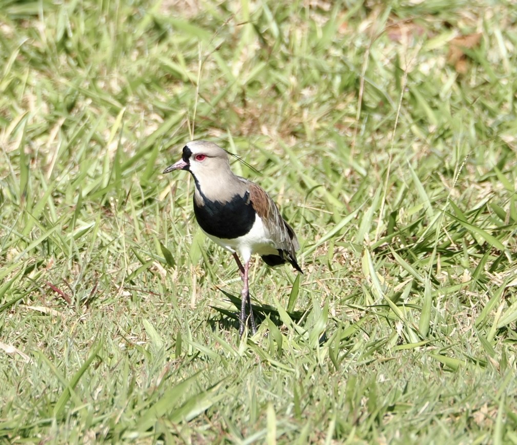 Southern Lapwing - ML640416751