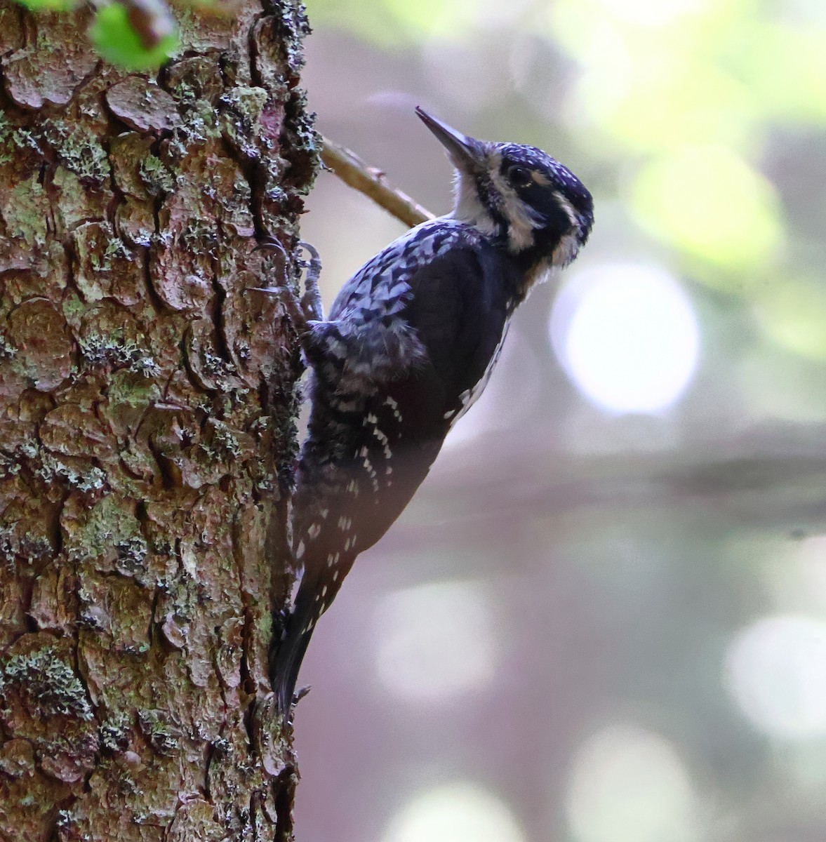 Eurasian Three-toed Woodpecker - ML640416764