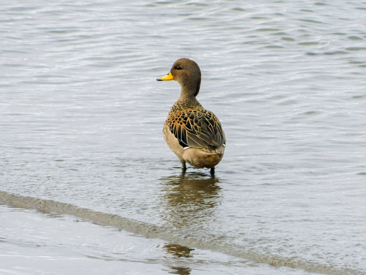 Желтоклювый чирок - ML640416789