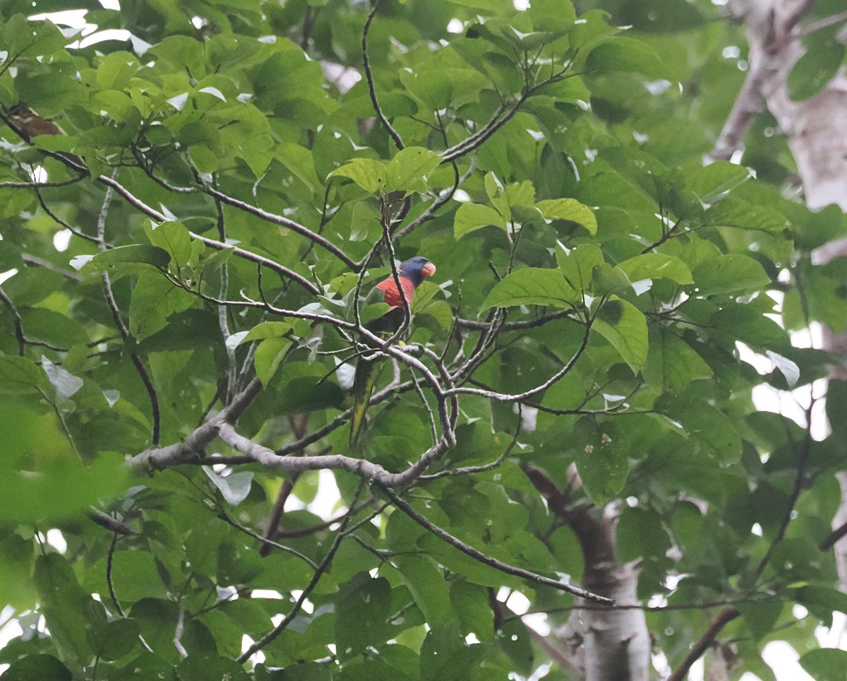Coconut Lorikeet - ML640416851