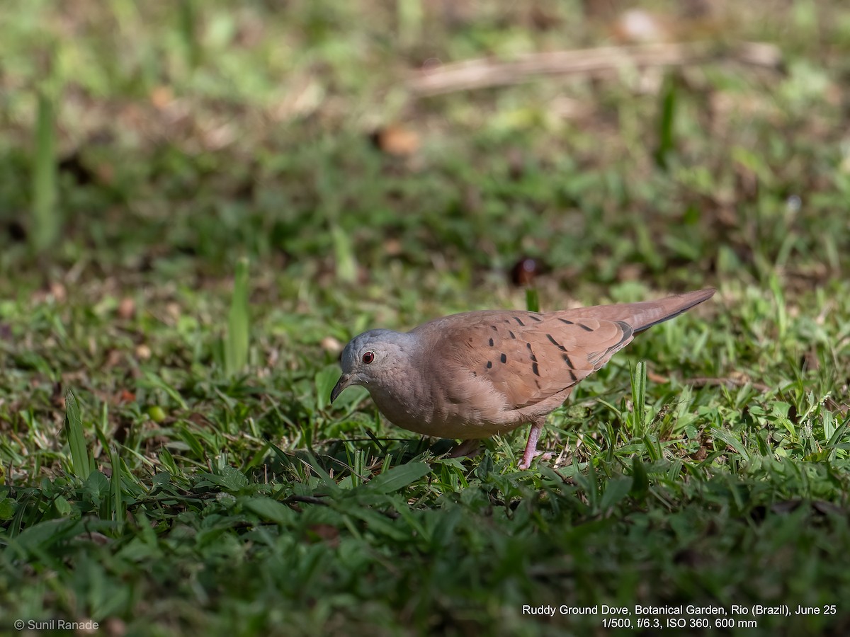 Ruddy Ground Dove - ML640416867