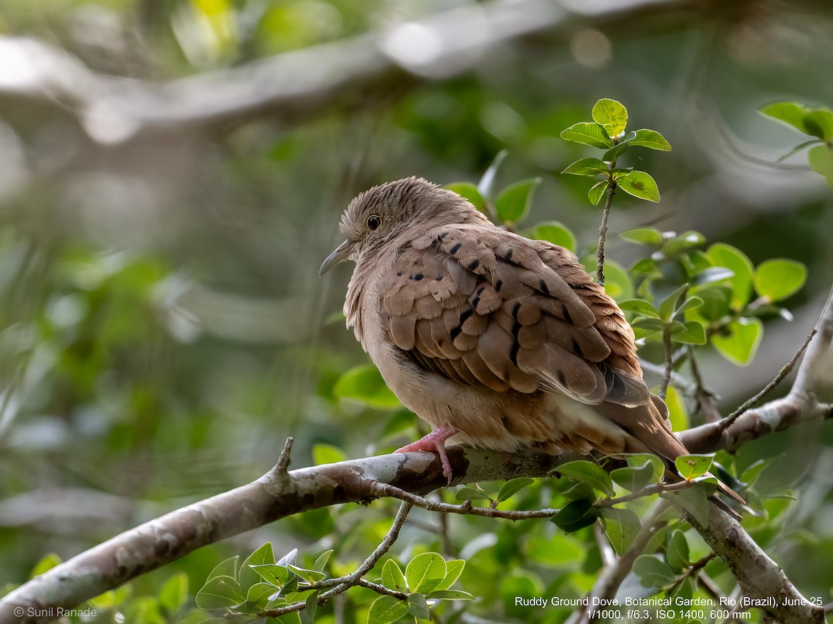 Ruddy Ground Dove - ML640416868