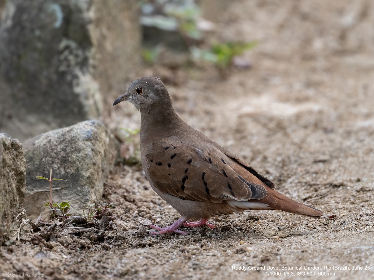 Ruddy Ground Dove - ML640416869