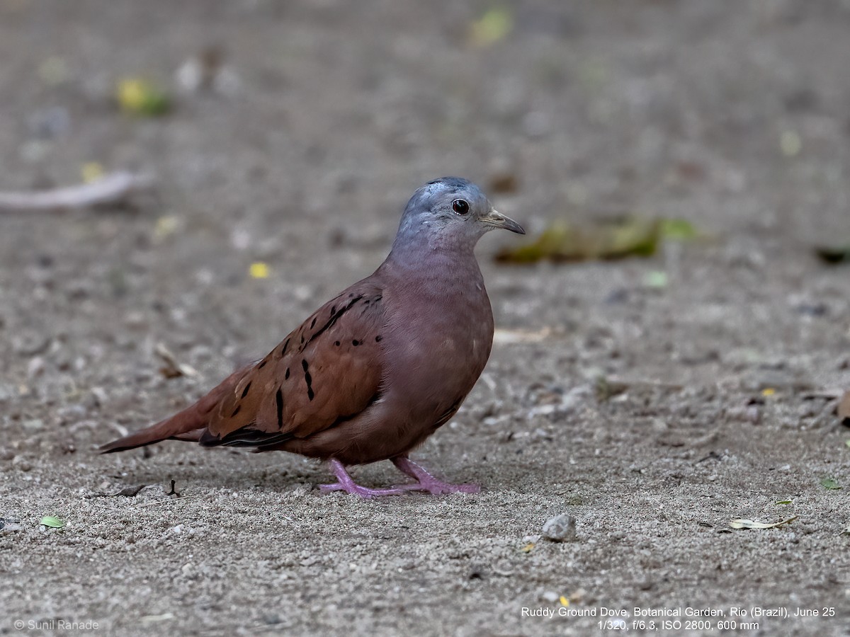 Ruddy Ground Dove - ML640416870
