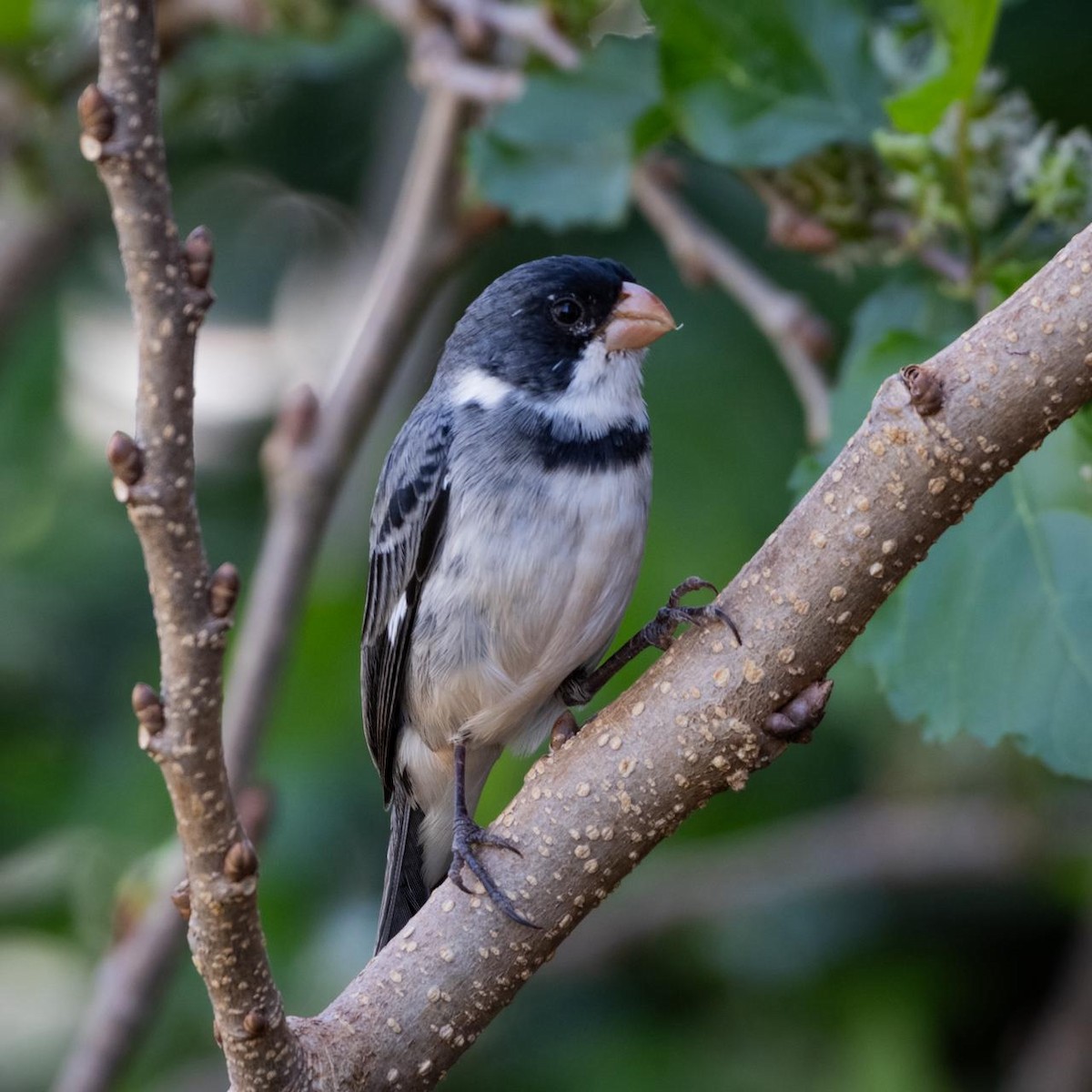 White-throated Seedeater - ML640416926