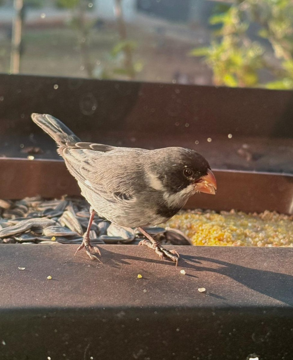 White-throated Seedeater - ML640416927