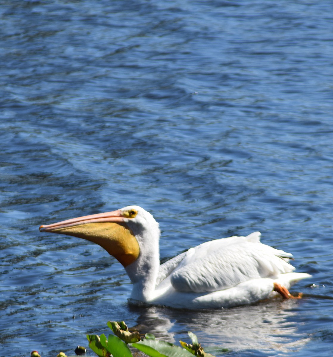 American White Pelican - ML640416948