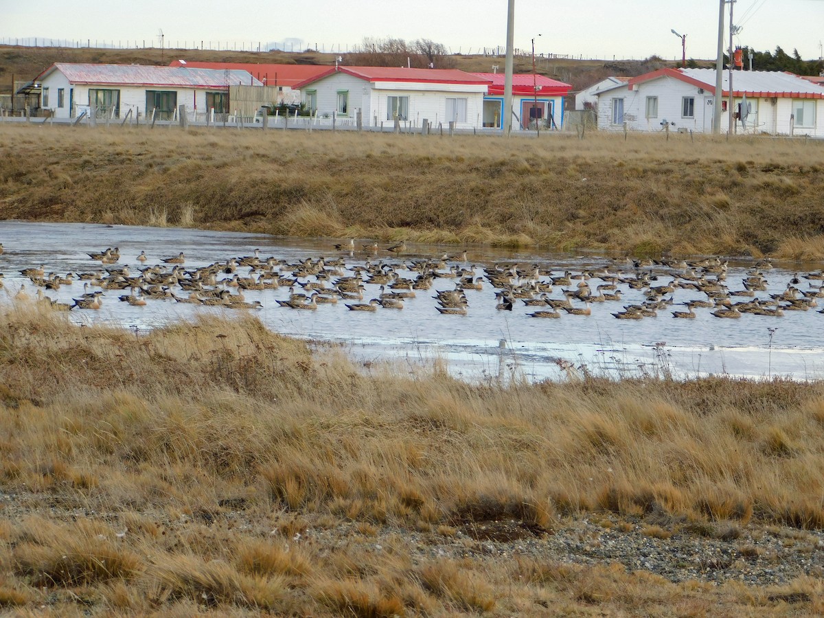 Crested Duck - ML640416992