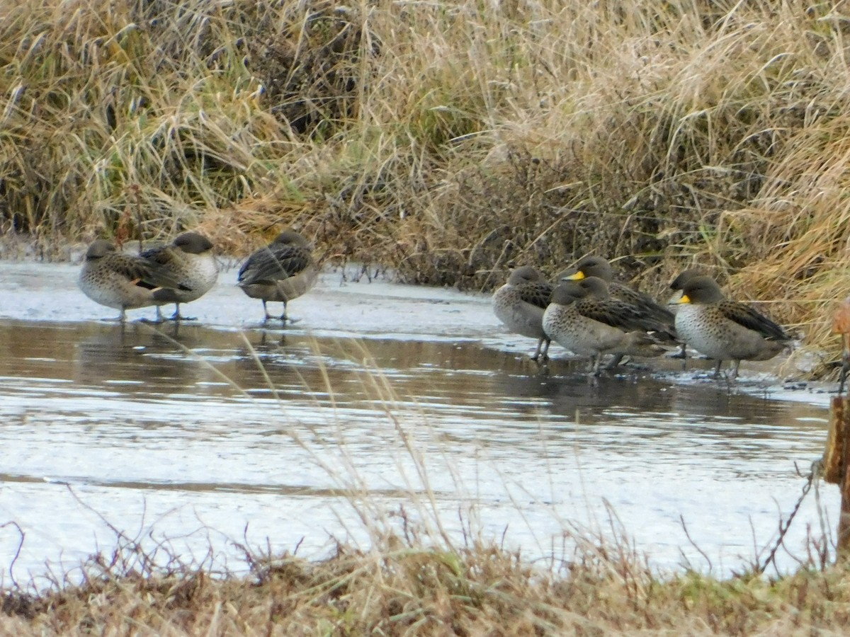 Alzavola marezzata - ML640417001