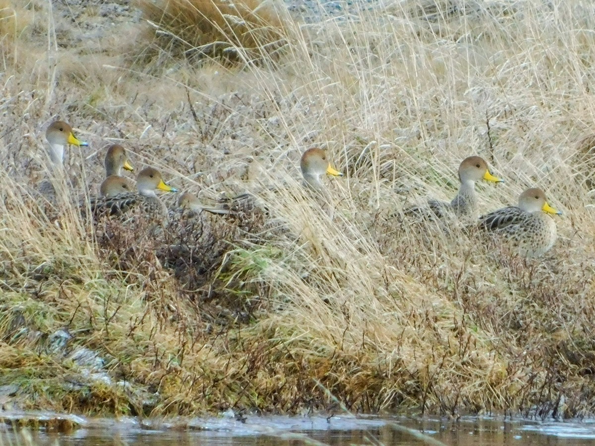 Yellow-billed Pintail - ML640417012