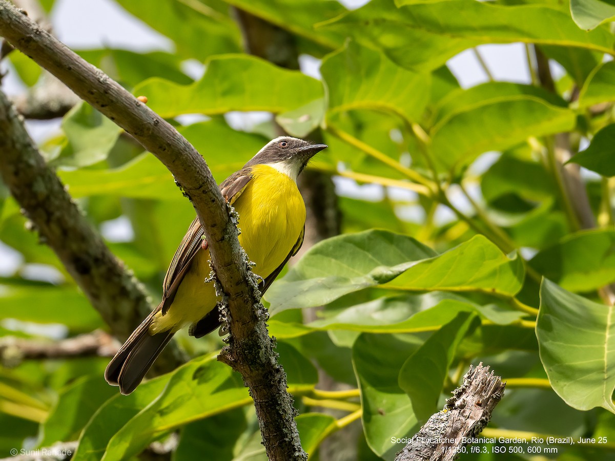 Social Flycatcher - ML640417013