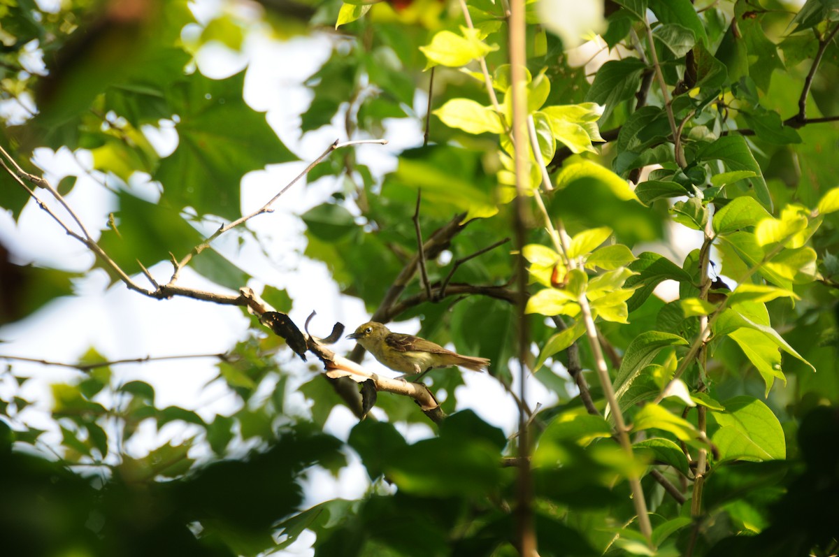 White-eyed Vireo - ML640417027