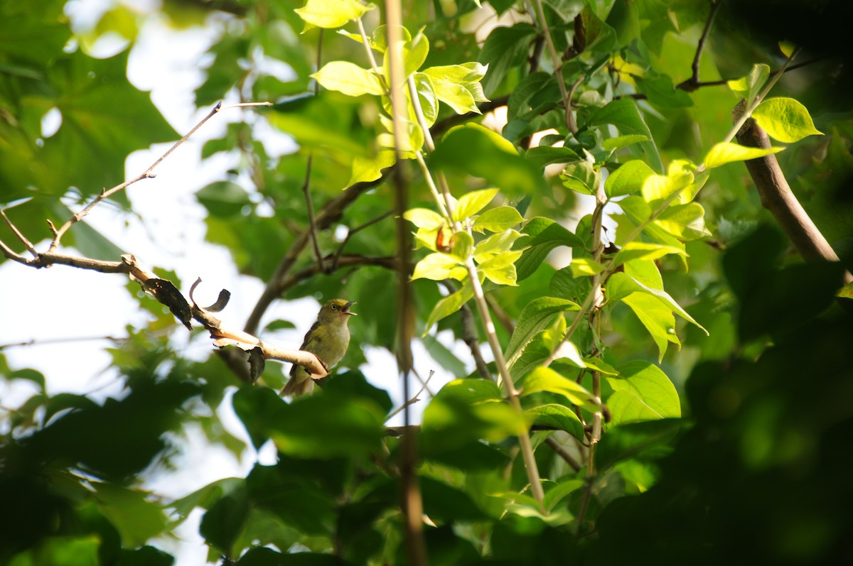 White-eyed Vireo - ML640417028