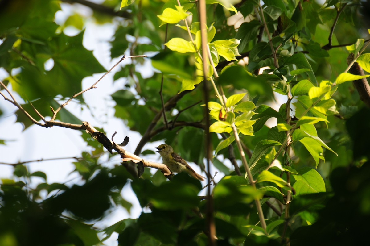 White-eyed Vireo - ML640417029