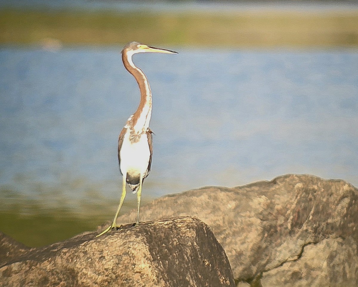 Tricolored Heron - ML640417030