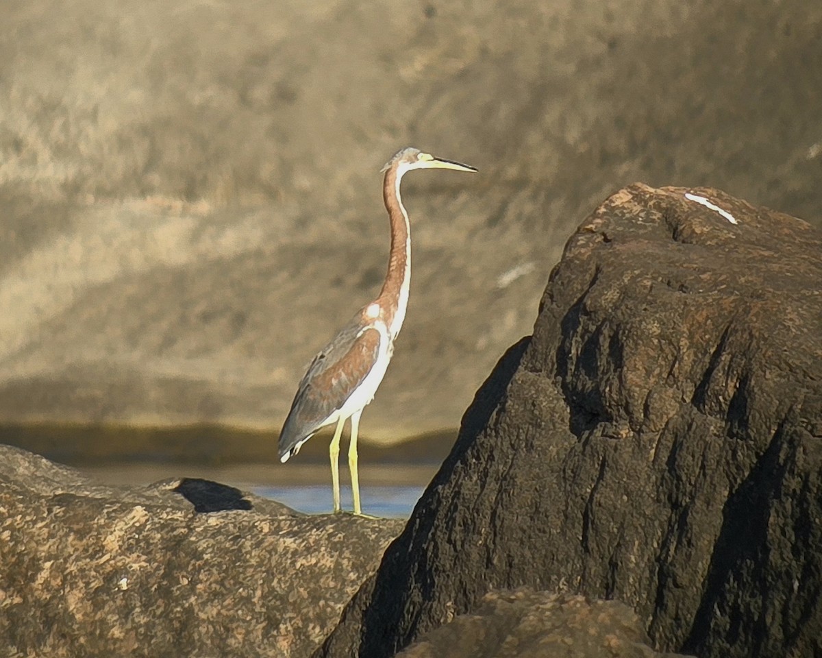 Tricolored Heron - ML640417036