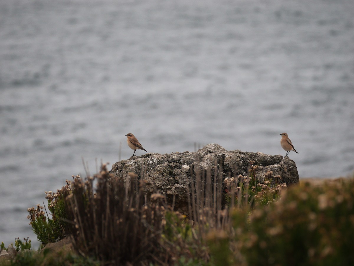 Northern Wheatear (Eurasian) - ML640417076