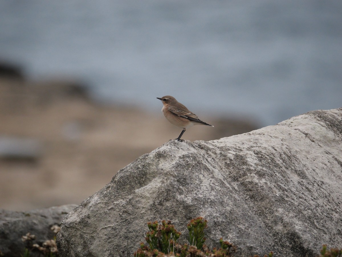 Northern Wheatear (Eurasian) - ML640417080
