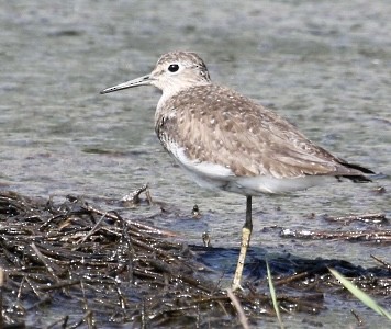 Solitary Sandpiper - Michael Medeiros