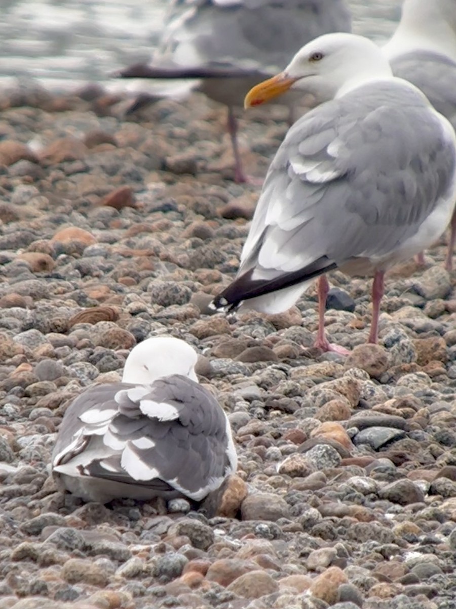 Slaty-backed Gull - ML640417141