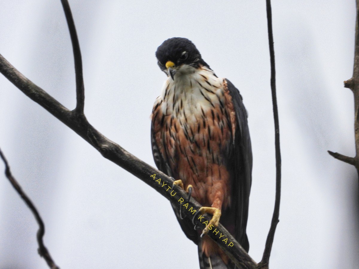 Rufous-bellied Eagle - ML640417157