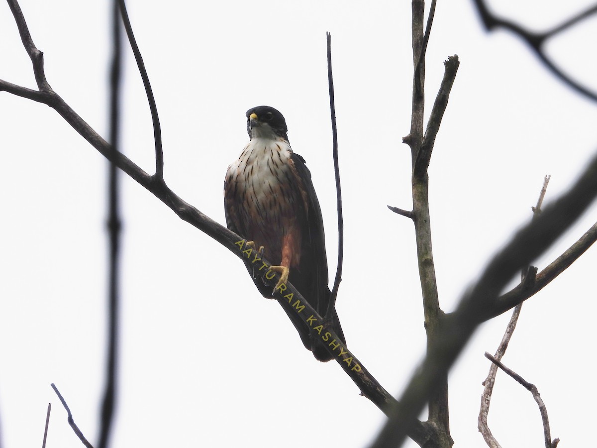 Rufous-bellied Eagle - ML640417158