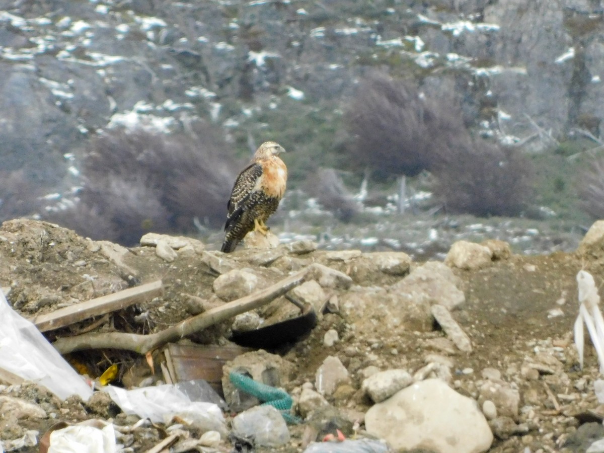Black-chested Buzzard-Eagle - ML640417165