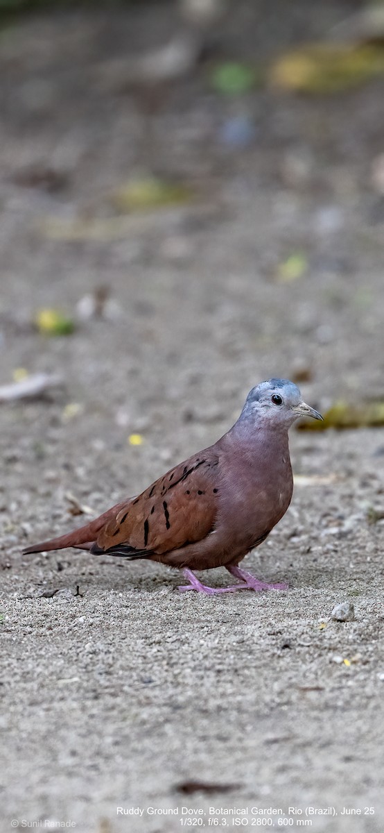 Ruddy Ground Dove - ML640417169