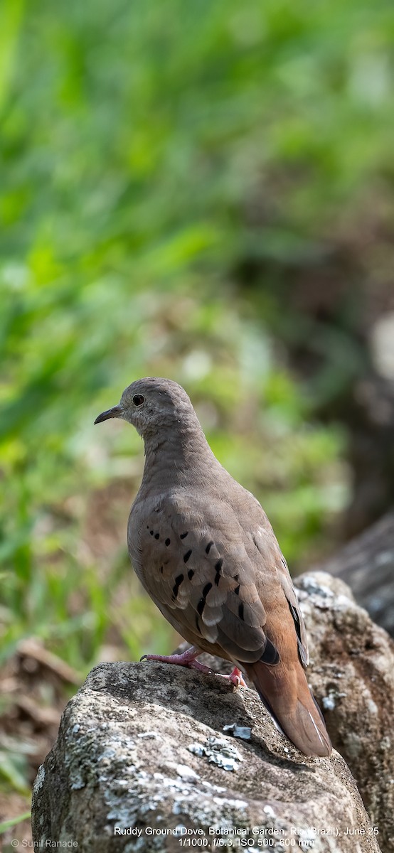 Ruddy Ground Dove - ML640417171