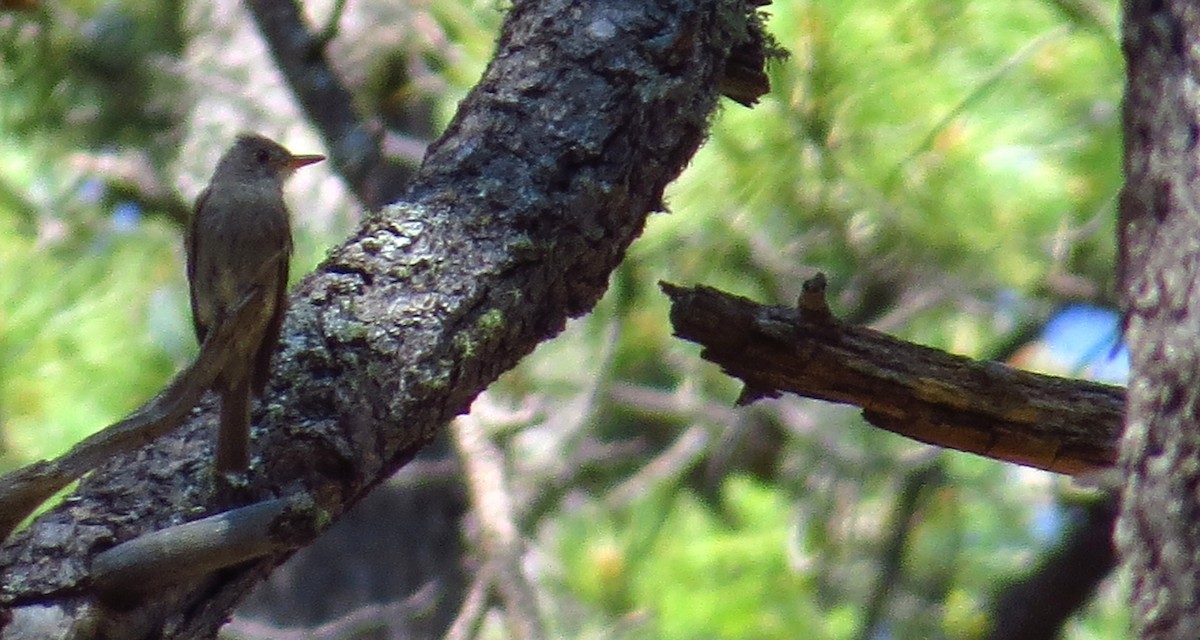 Greater Pewee - ML640417193