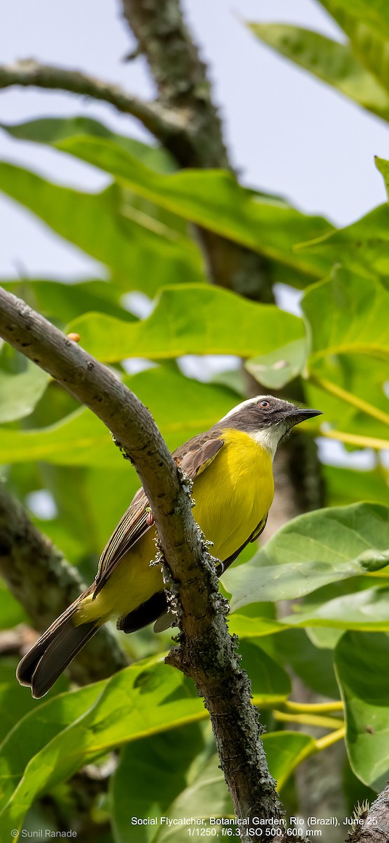 Social Flycatcher - ML640417261